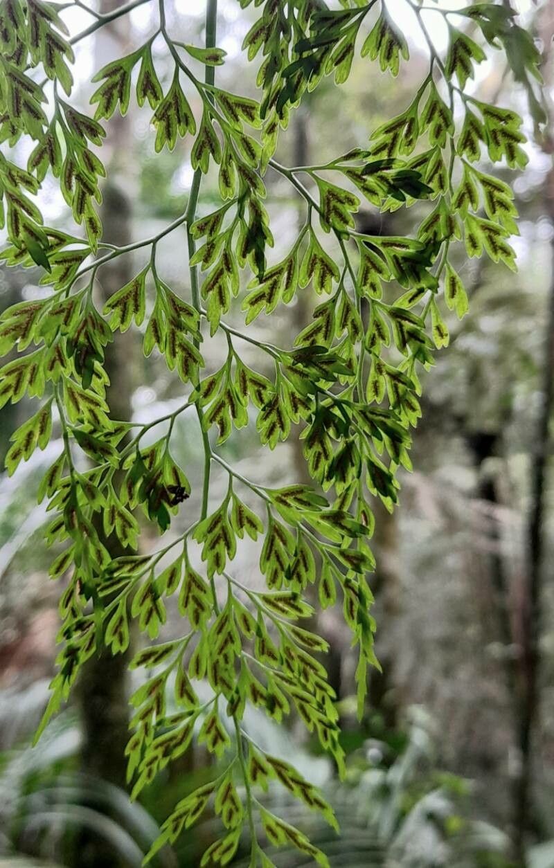 Asplenium scandicinum fruit