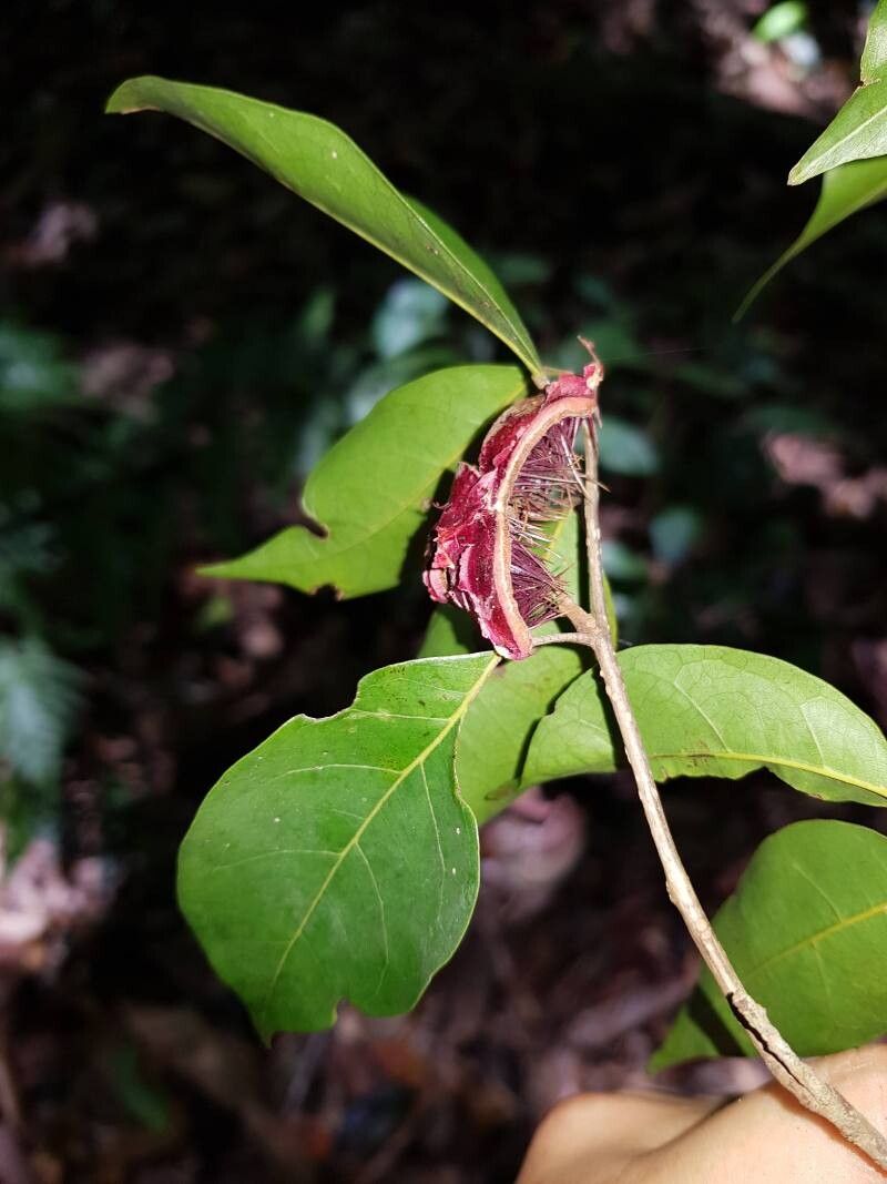 Sloanea picapica fruit
