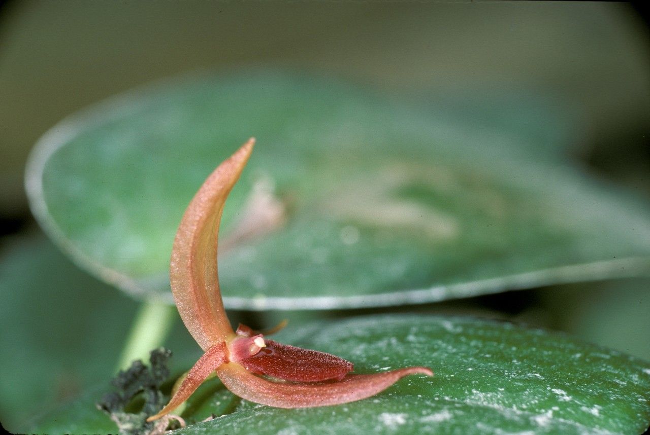Pleurothallis linguifera — houseplant care guide