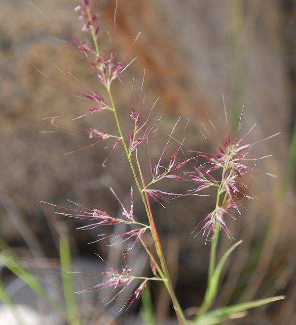 Muhlenbergia pauciflora flower