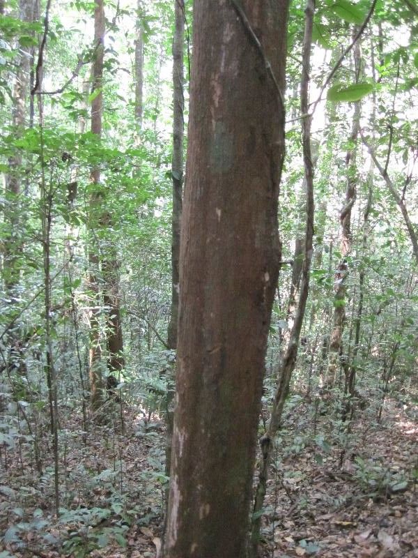 Pouteria guianensis habit