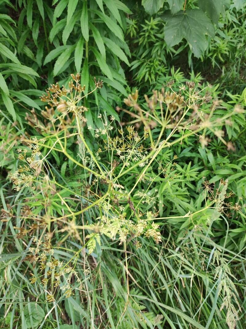 Chaerophyllum bulbosum fruit
