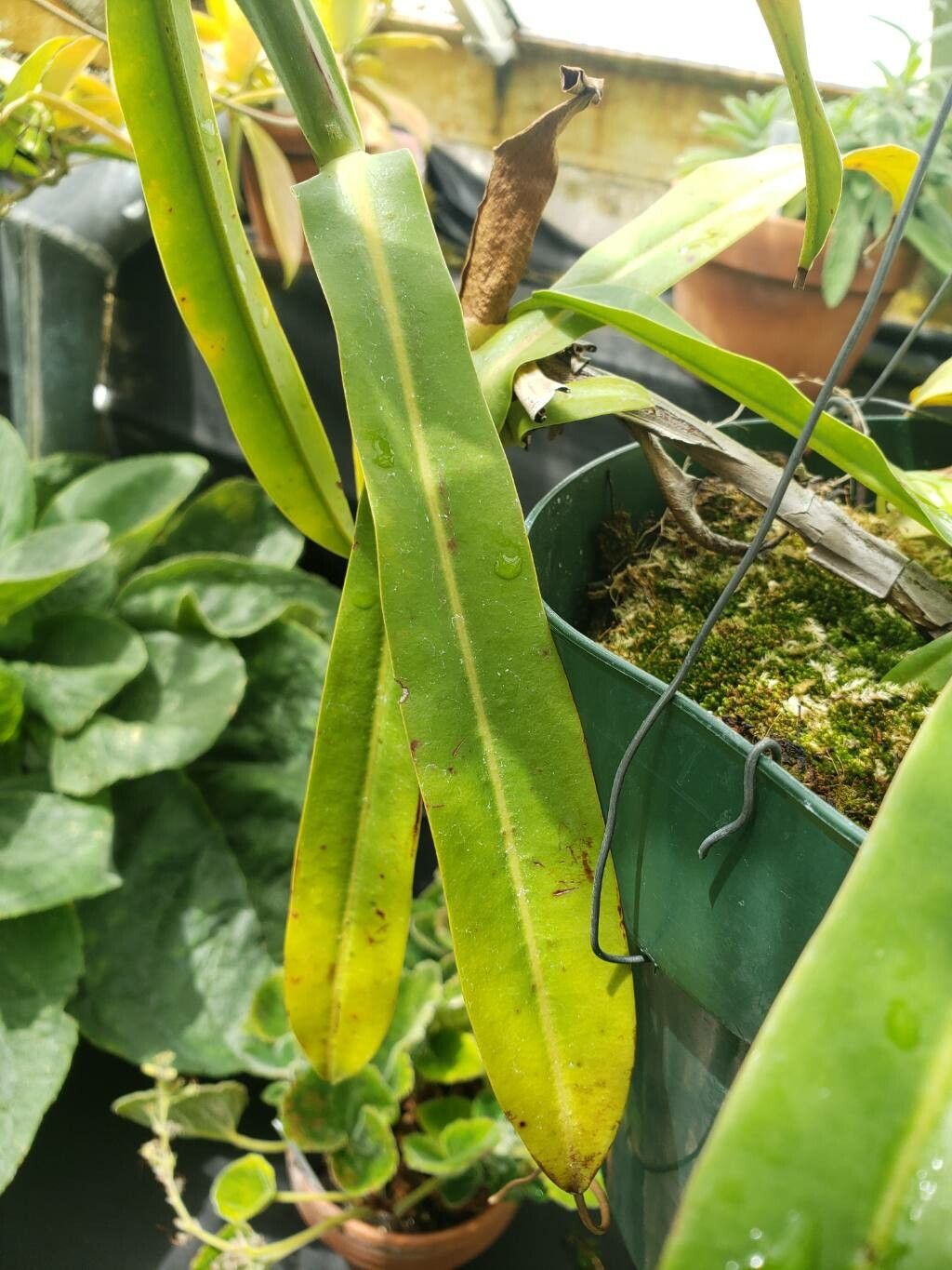 Nepenthes reinwardtiana — search result for 'Nepenthes'