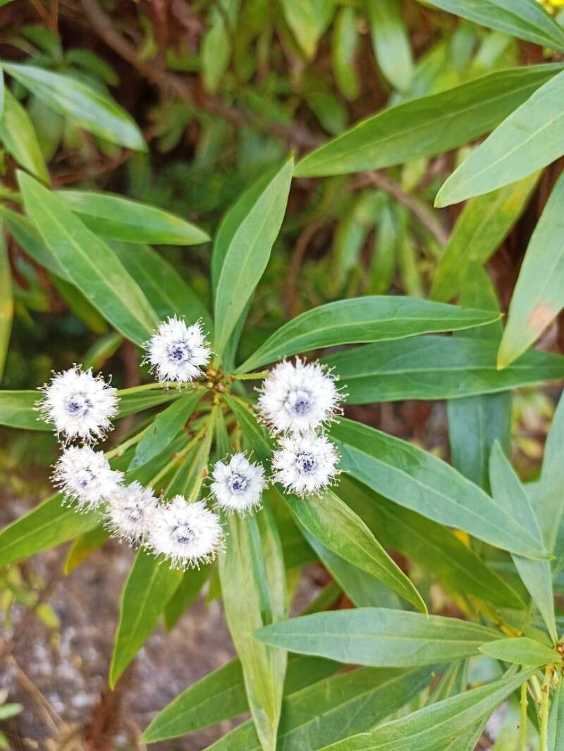 Globularia salicina flower