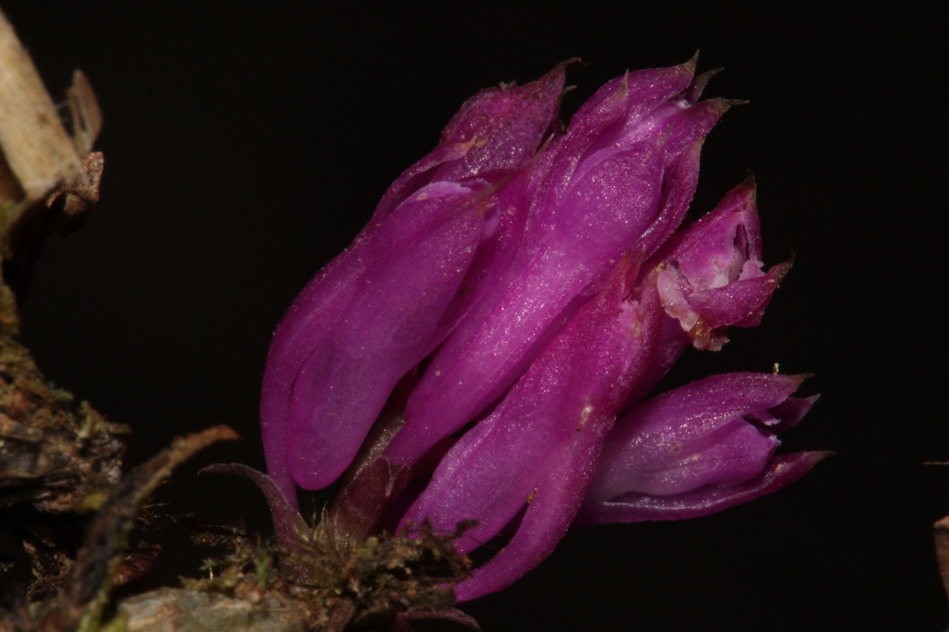 Dendrobium centrosepalum — houseplant care guide