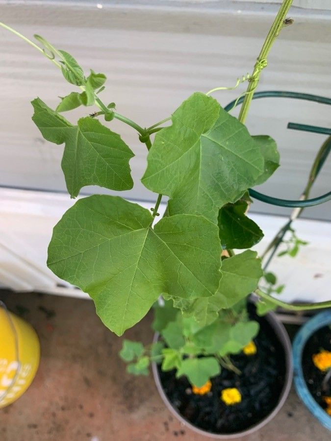Passiflora morifolia leaf