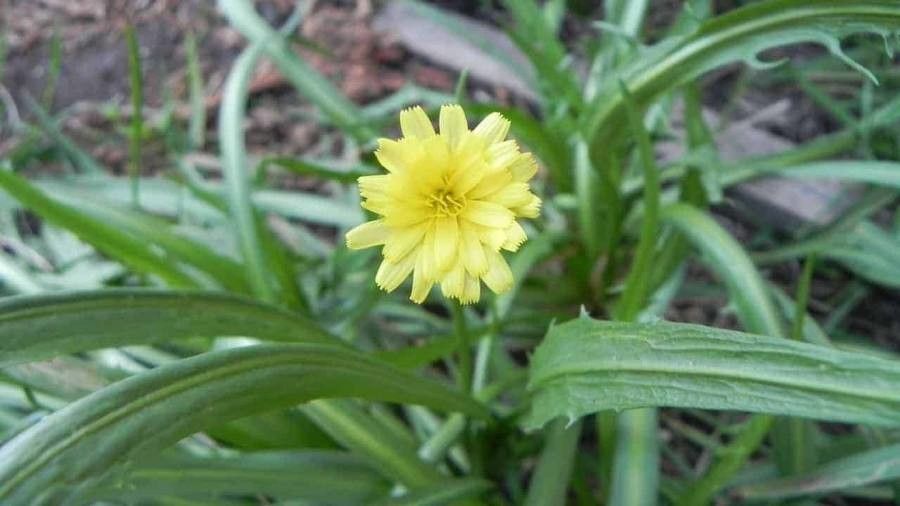 Microseris lanceolata — search result for 'Microseris'