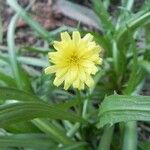 Microseris lanceolata