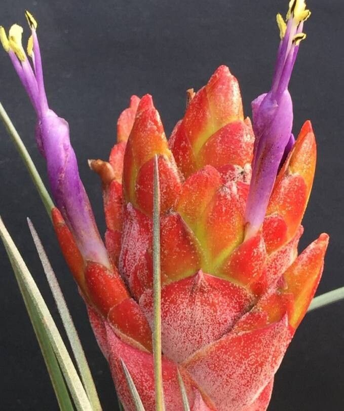 Tillandsia rotundata flower