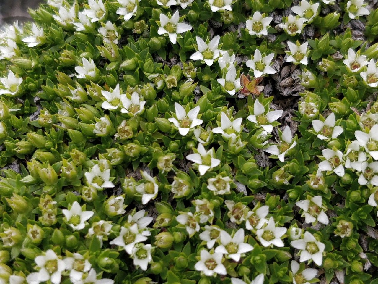 Minuartia cherlerioides flower
