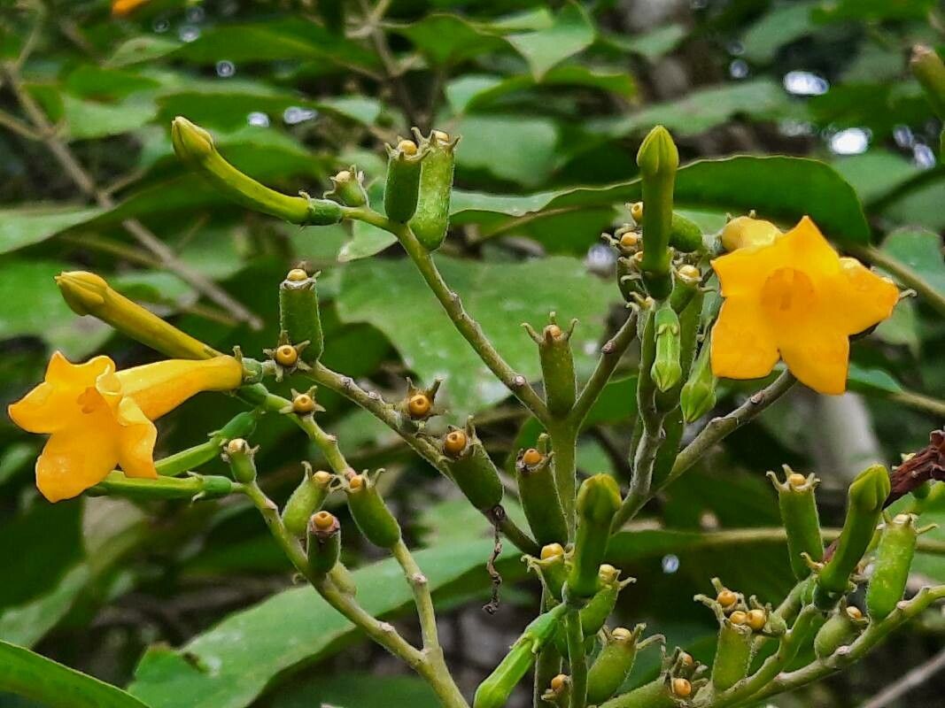 Hamelia xerocarpa flower