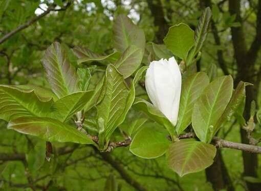 Magnolia × loebneri — search result for 'Magnolia'