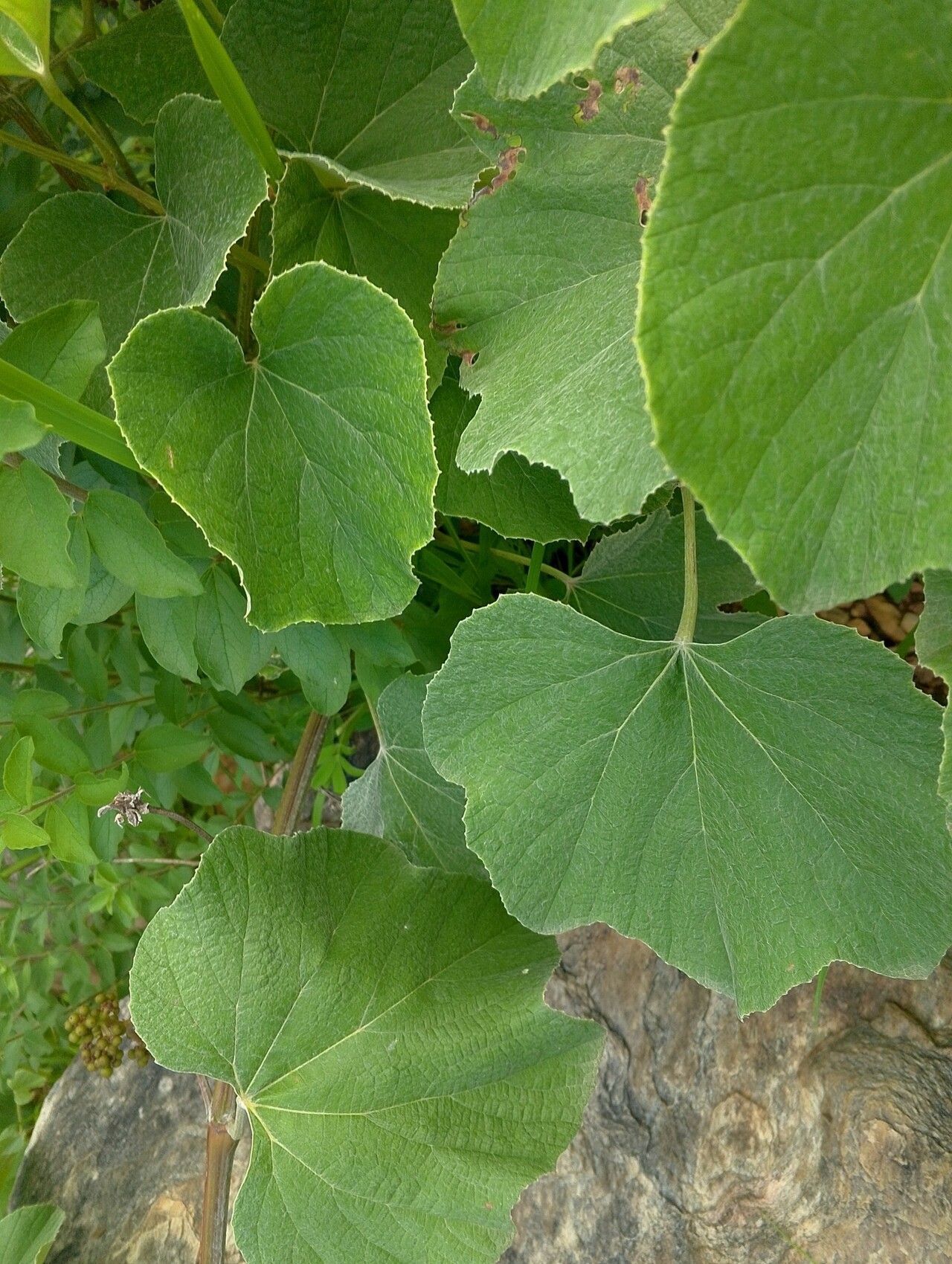 Ampelocissus bombycina leaf