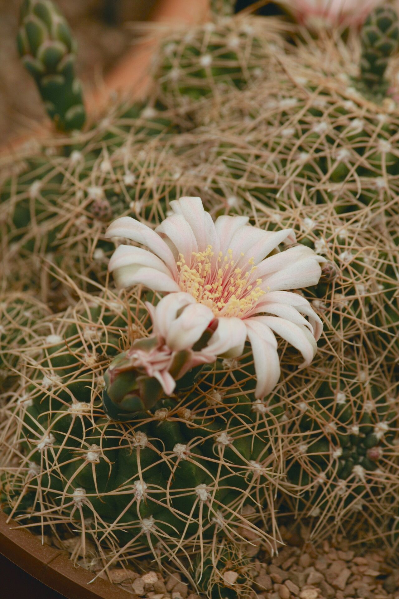 Gymnocalycium alboareolatum