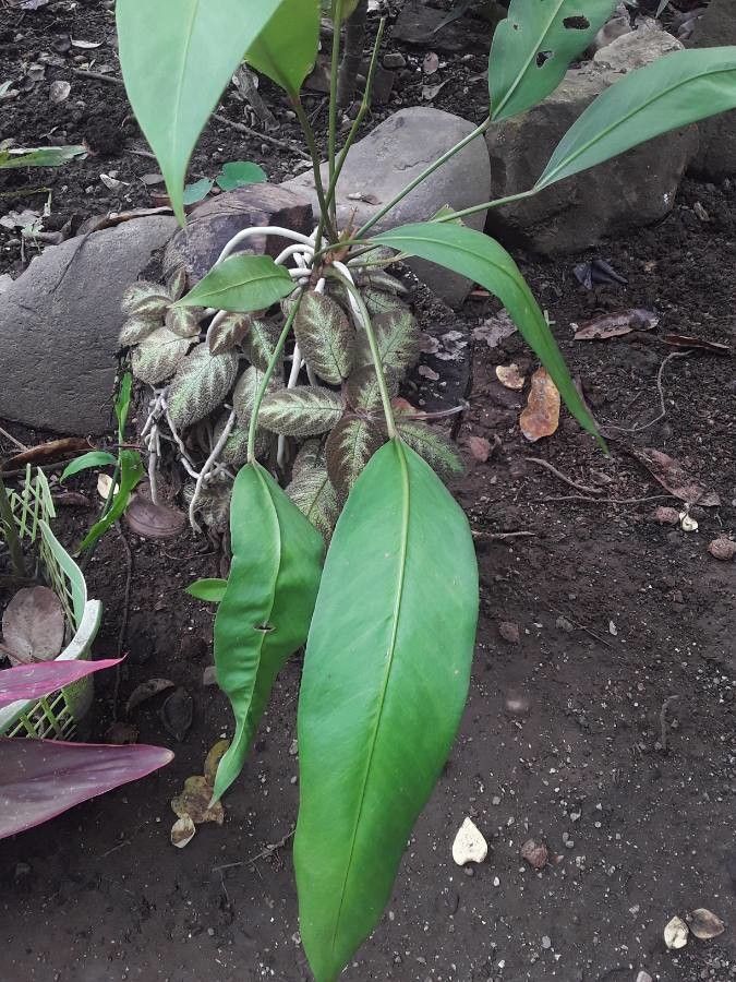 Anthurium gracile leaf