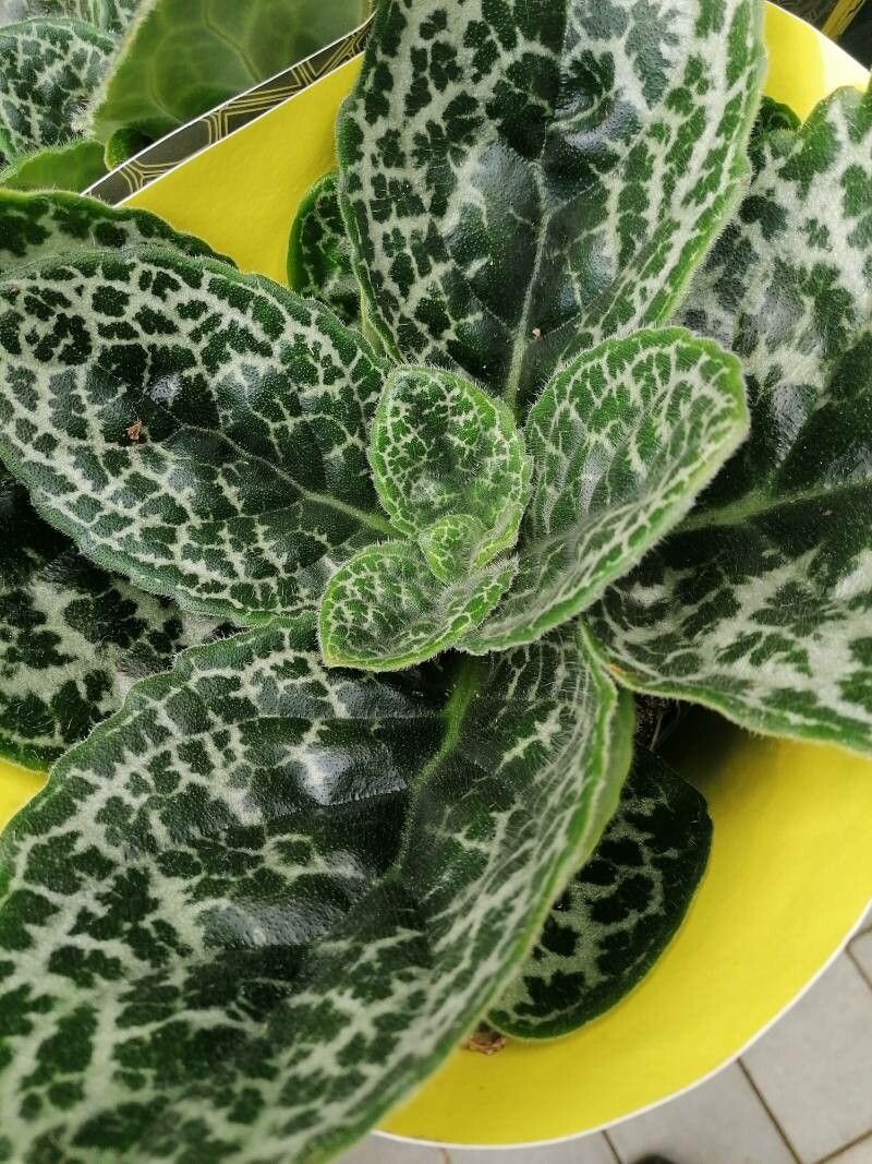 Goodyera pubescens leaf