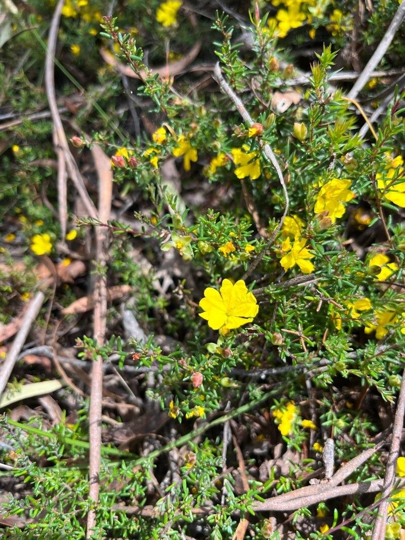 Hibbertia ericifolia flower
