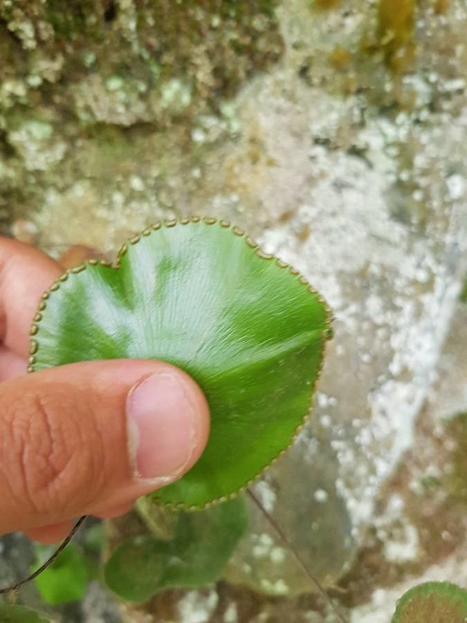 Adiantum reniforme flower