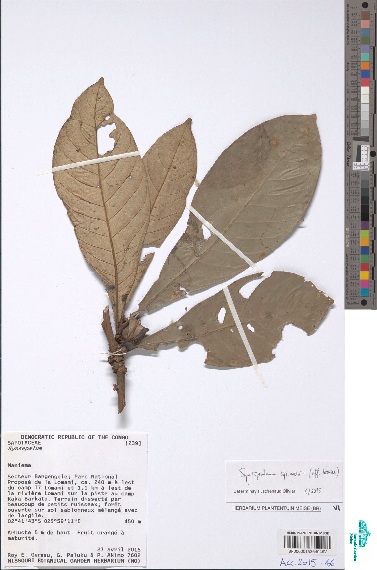 Synsepalum letouzeyi — houseplant care guide