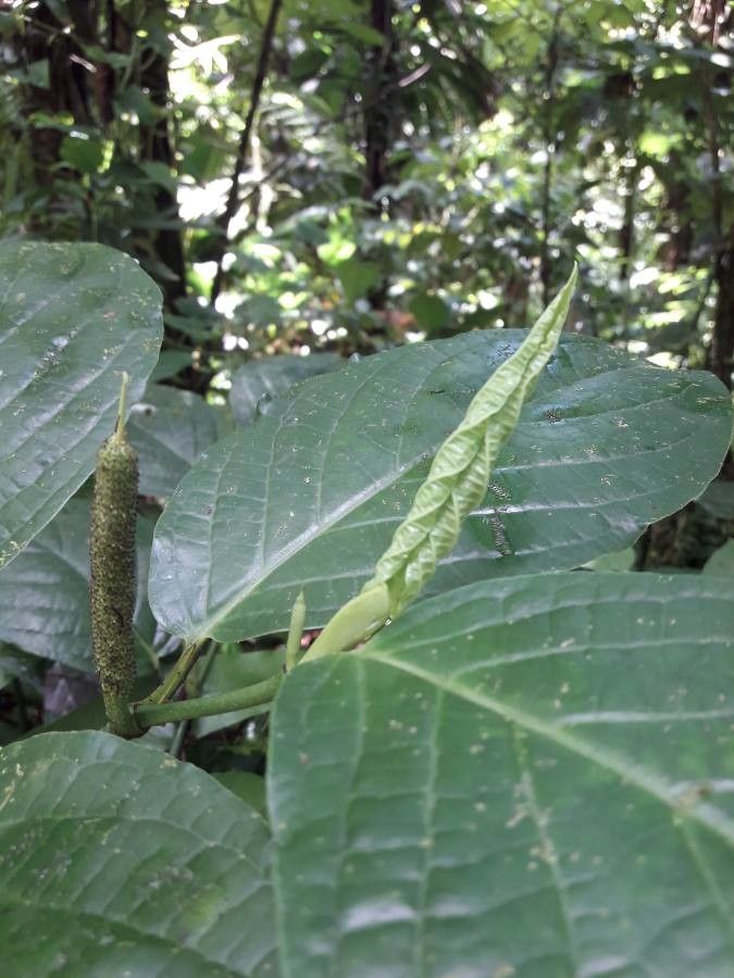 Piper dilatatum leaf
