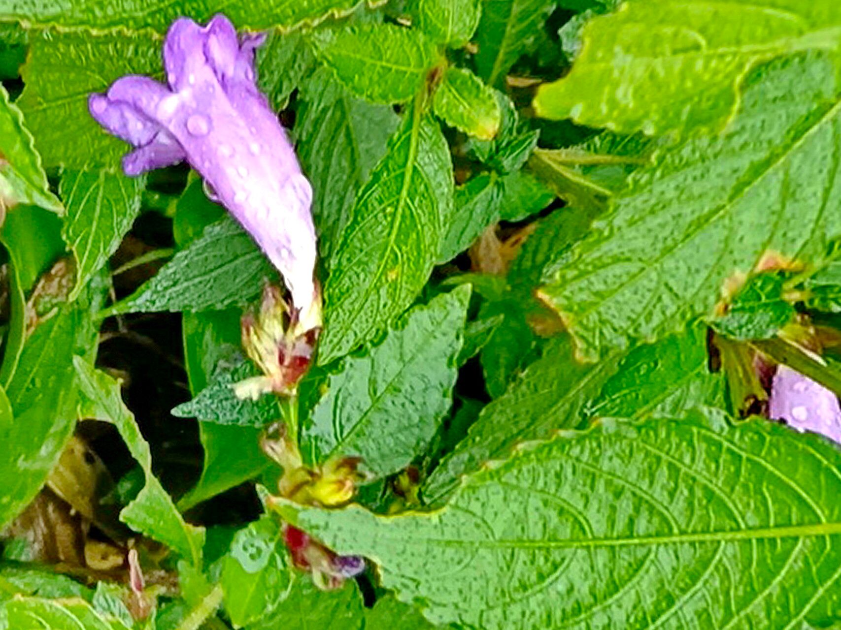 Strobilanthes formosana — search result for 'Strobilanthes'