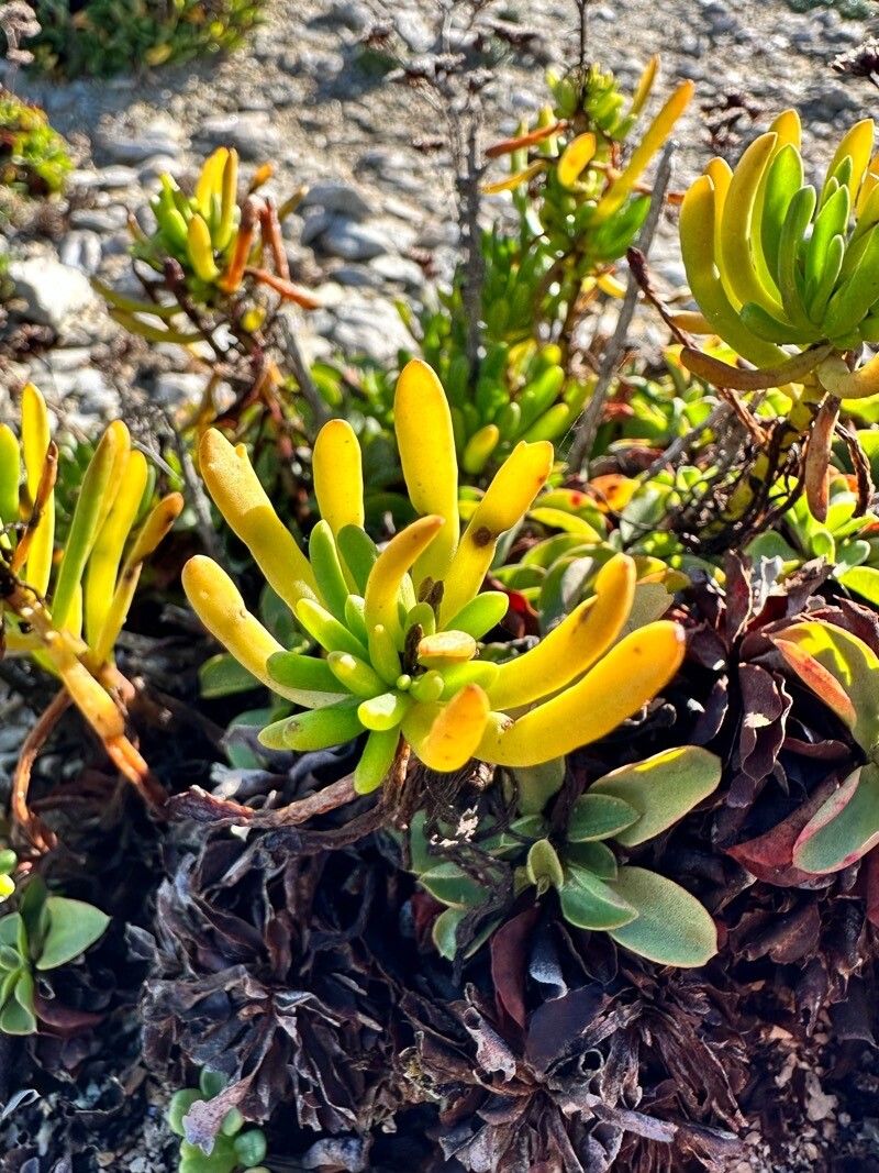 Limonium ovalifolium habit