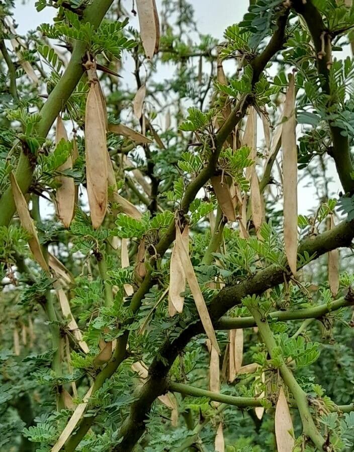 Parkinsonia praecox fruit