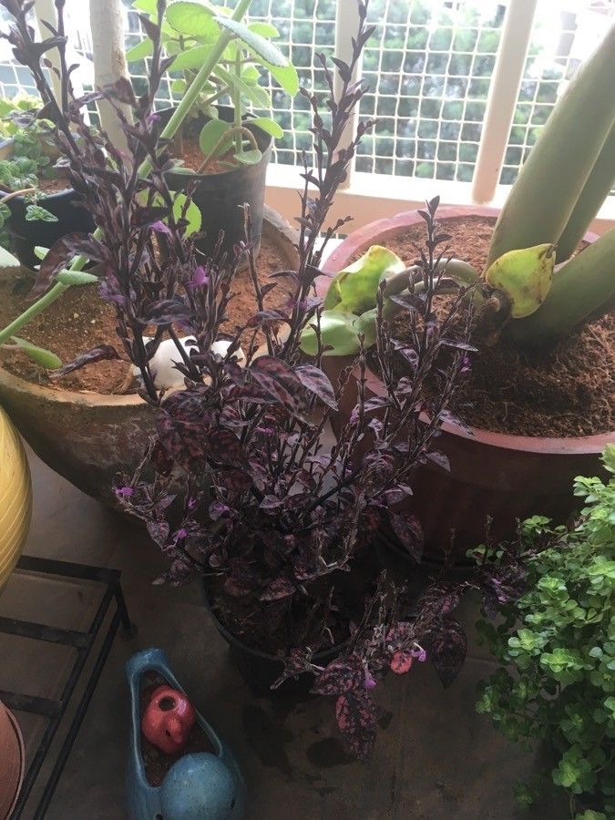 Hedeoma nana — related species from the same genus