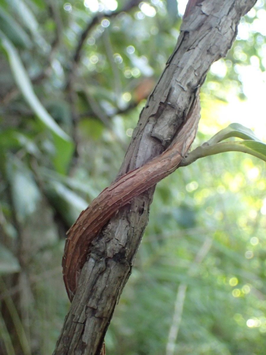 Tetracera alnifolia bark