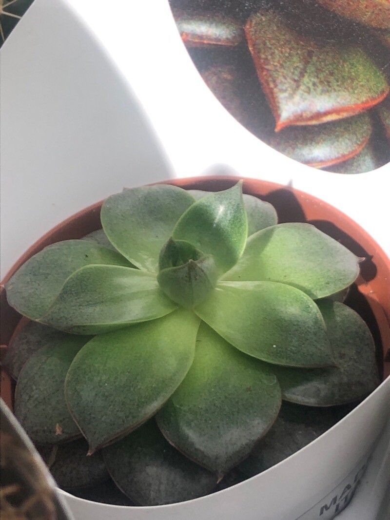 Echeveria purpusorum leaf