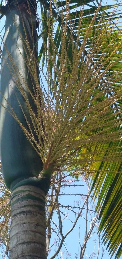 Euterpe oleracea flower