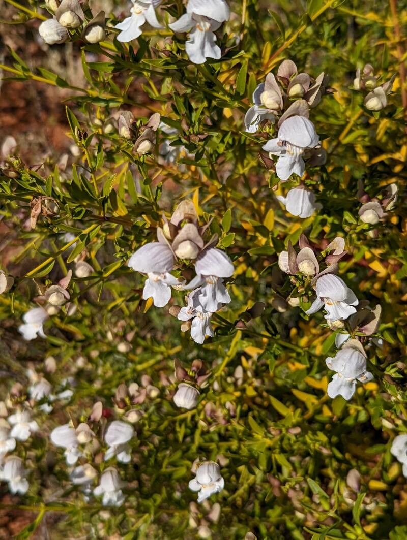 Prostanthera striatiflora — houseplant care guide