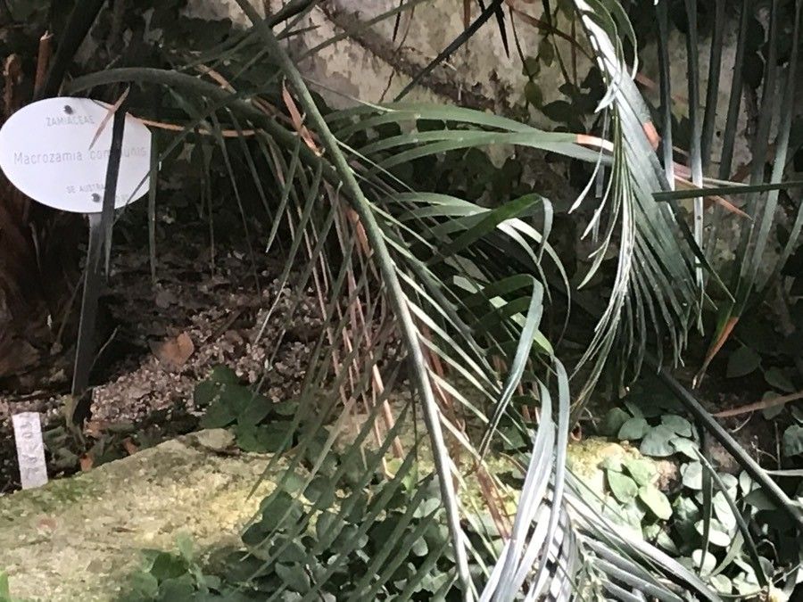 Macrozamia communis leaf