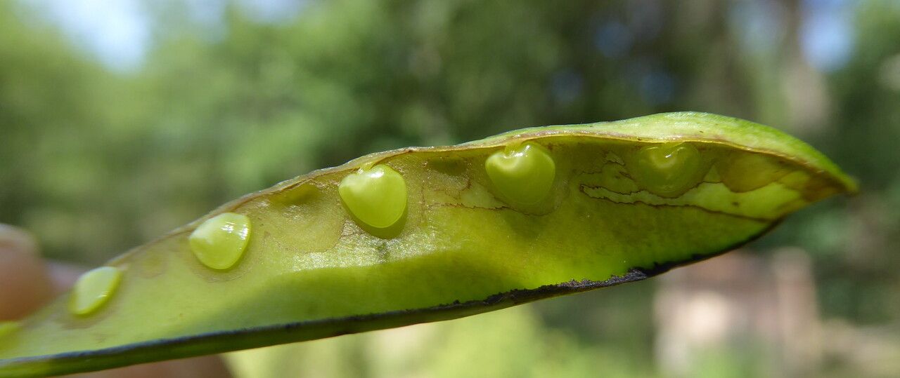 Cytisus spinosus fruit
