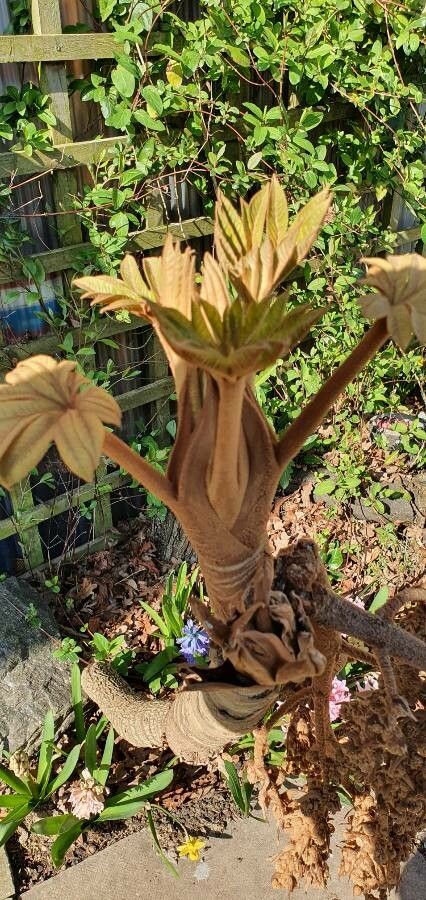 Cecropia glaziovii leaf