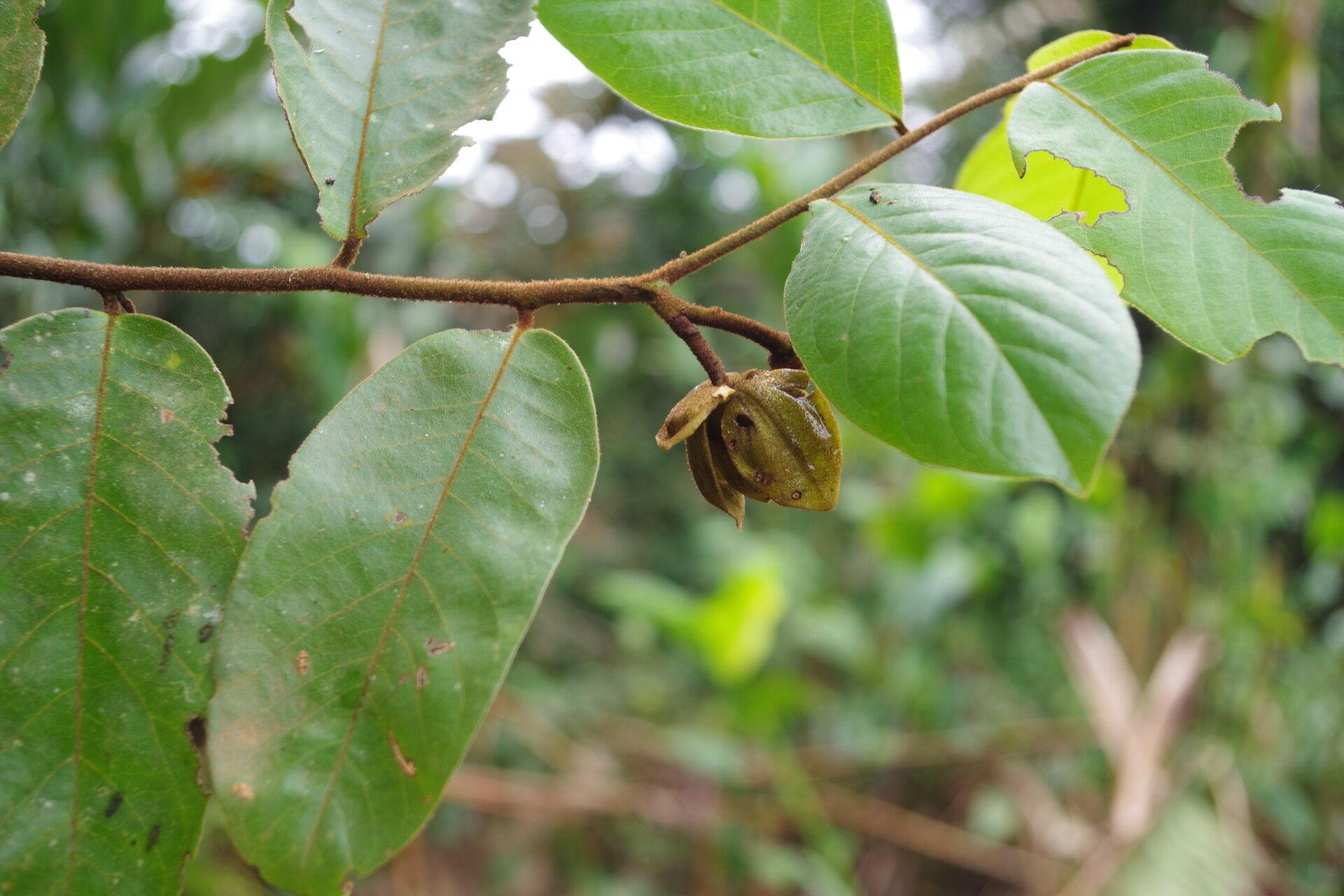 Uvaria scabrida leaf