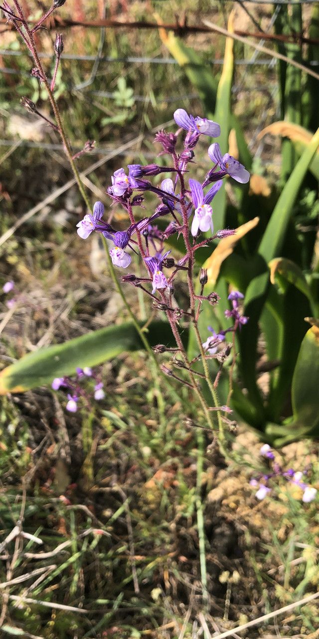 Linaria amethystea flower