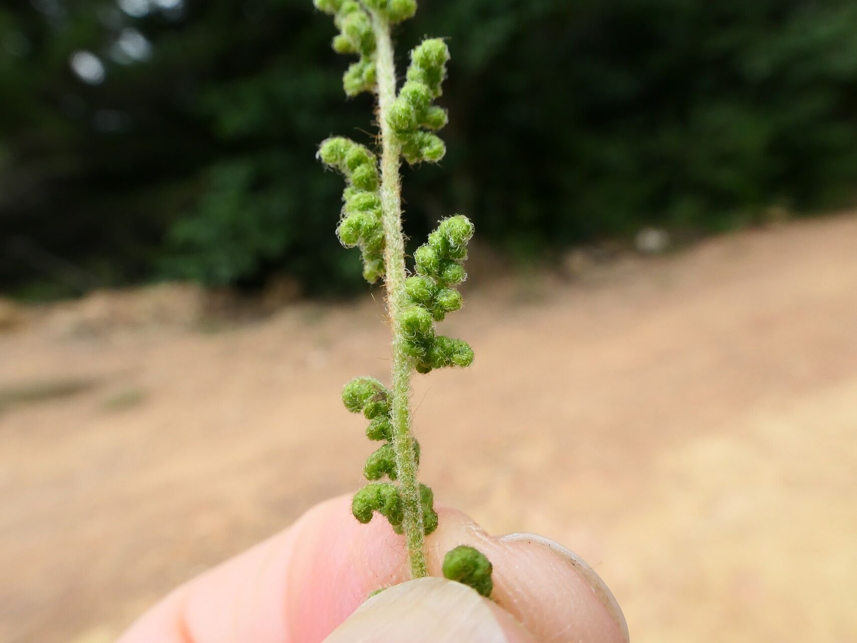 Anemia villosa fruit