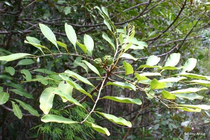 Dysoxylum minutiflorum habit