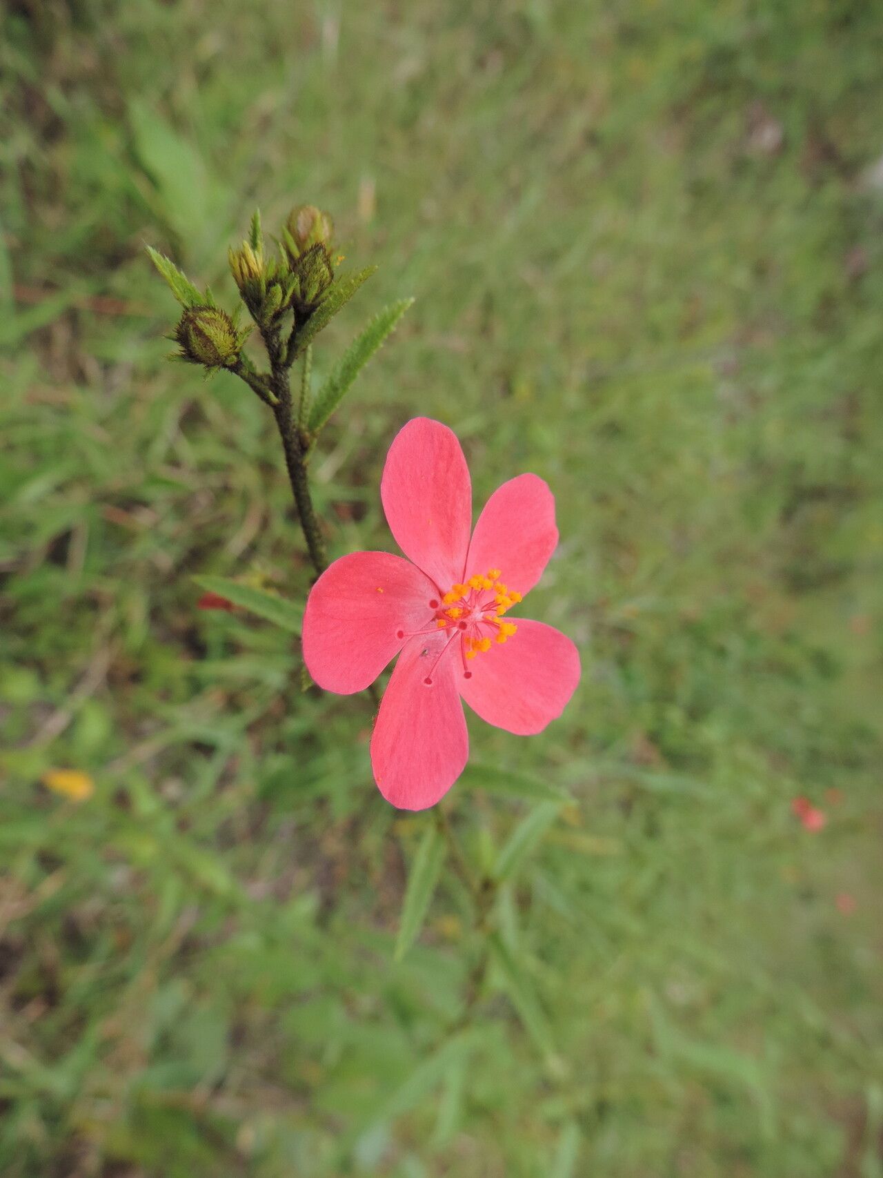 Hibiscus debeerstii — houseplant care guide