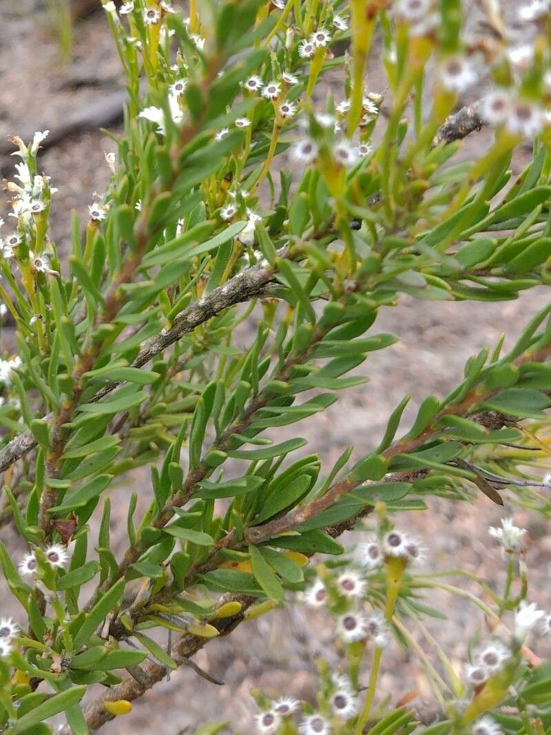 Conospermum taxifolium — search result for 'Proteaceae'