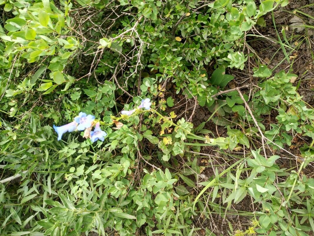 Penstemon albertinus habit