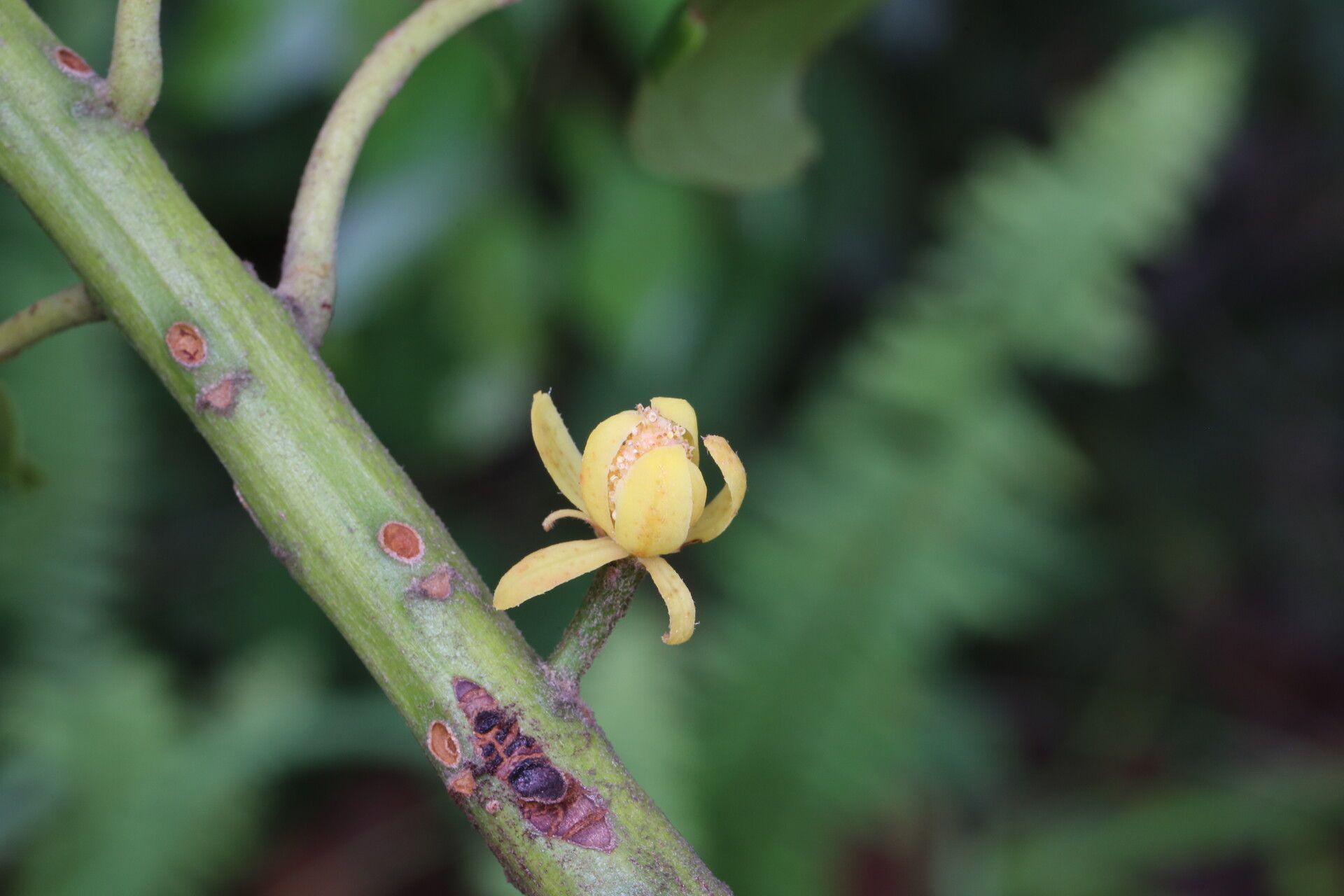 Uapaca kirkiana flower
