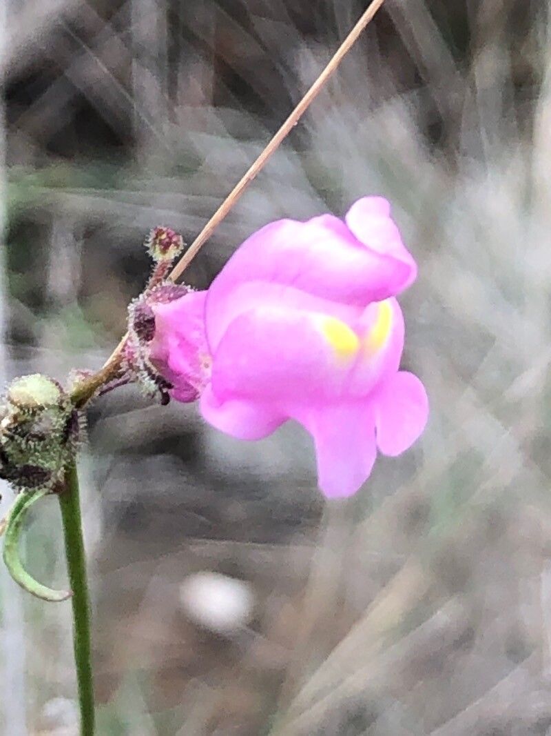 Antirrhinum litigiosum flower
