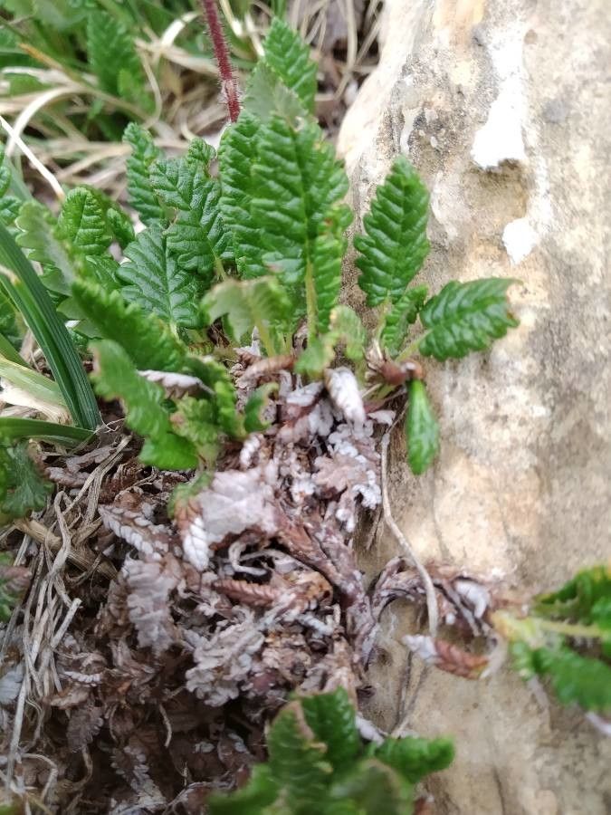 Dryas octopetala — related species from the same genus