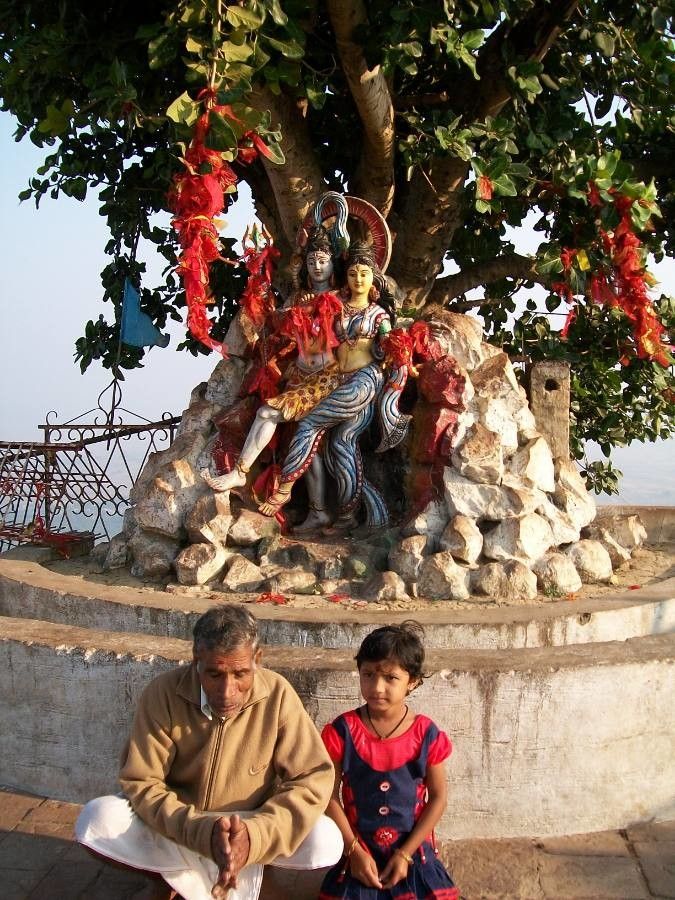 Sterculia rogersii — search result for 'Papua New Guinea'