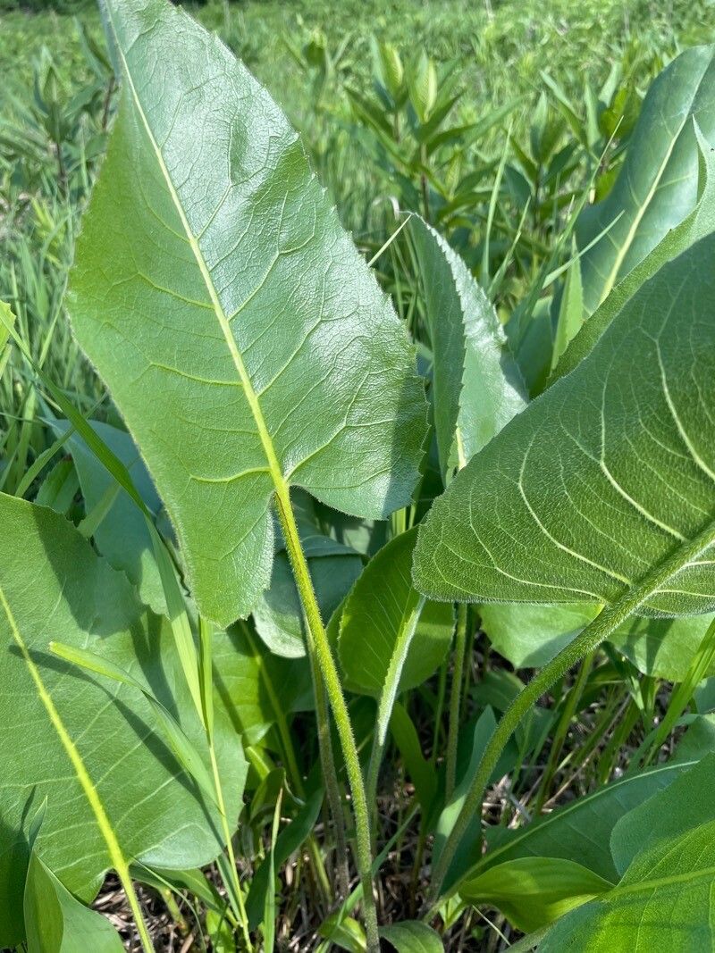 Silphium terebinthinaceum leaf