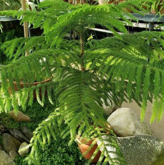 Araucaria luxurians habit