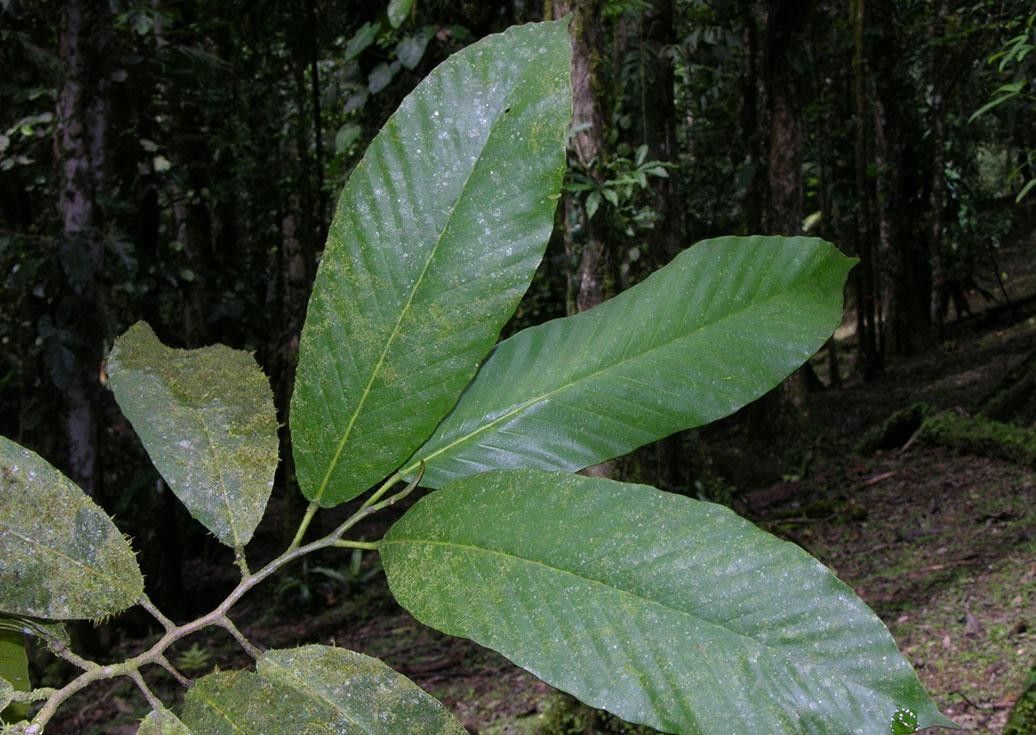 Dipterocarpus hasseltii other