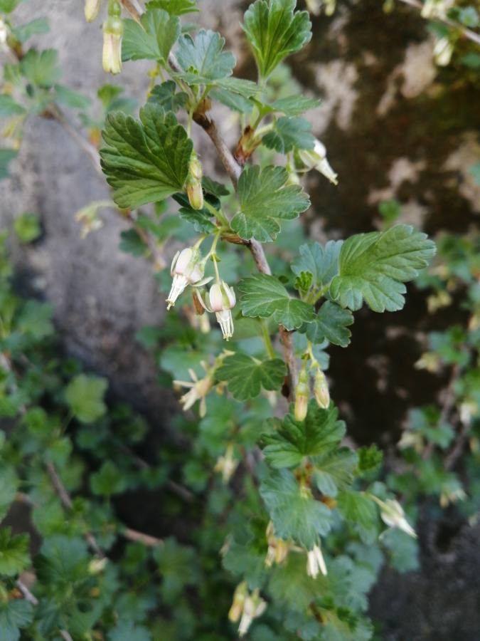 Ribes hirtellum flower